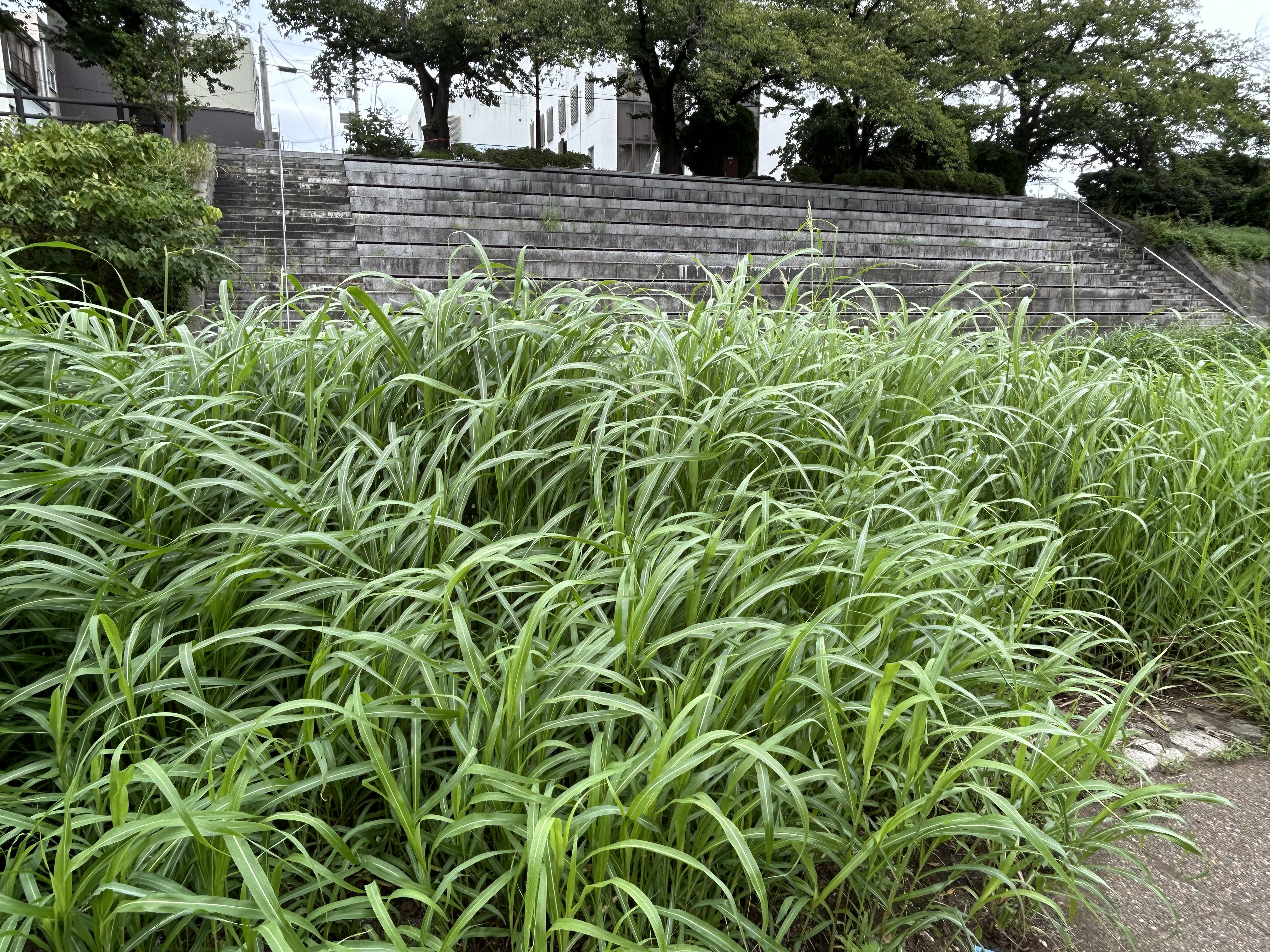 豊かな草木と木々に囲まれた石段の風景