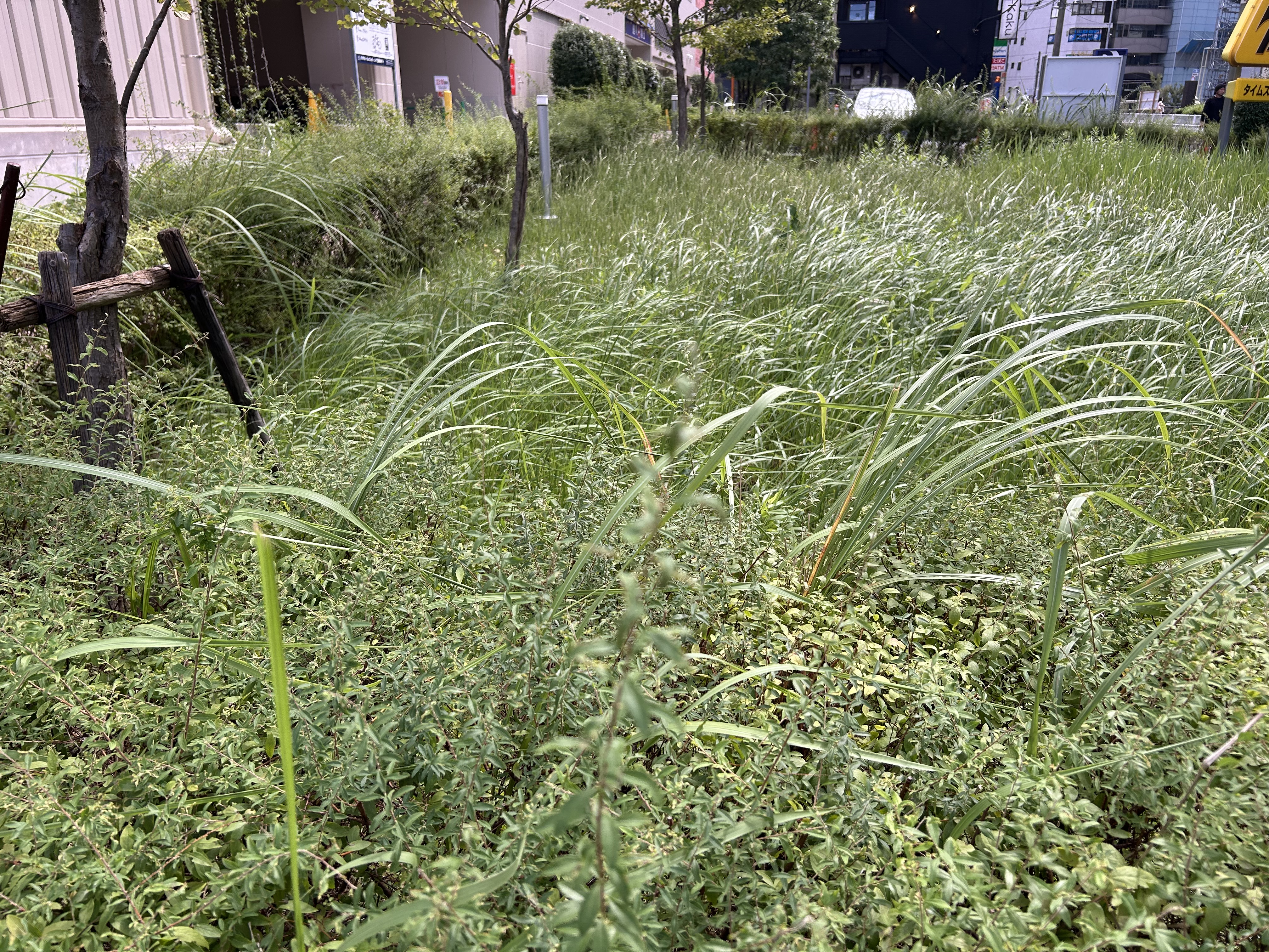 街中で豊かに育つ草木の風景